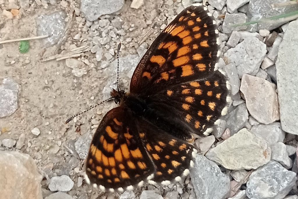 Melitaea diamina - Nymphalidae